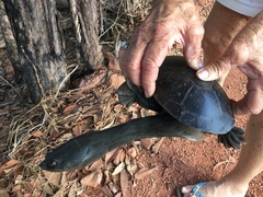 Chelodina rugosa
