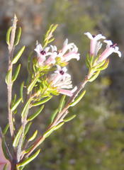 Phylica lachneaeoides