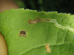 Aulagromyza orbitalis