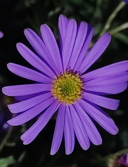 Brachyscome iberidifolia