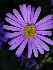 Brachyscome iberidifolia