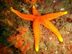 Fromia schultzei