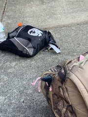 Limenitis arthemis astyanax