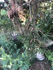 Juniperus virginiana