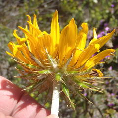 Berkheya angustifolia