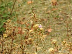 Mantisalca salmantica