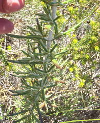 Berkheya angustifolia