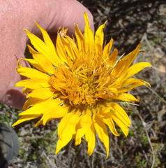 Berkheya angustifolia