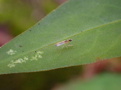 Hemerodromiinae