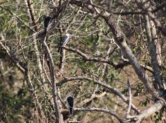 Prionops plumatus poliocephalus