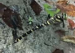 Cordulegaster boltonii