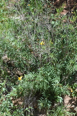 Tecoma stans angustata