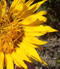Berkheya angustifolia