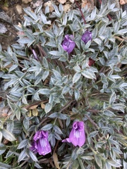 Oxytropis multiceps