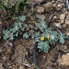 Acmispon brachycarpus