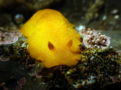 Doriopsilla