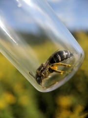 Colletes simulans