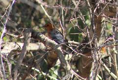 Cossypha natalensis natalensis