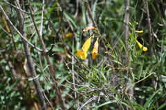 Tecoma stans angustata