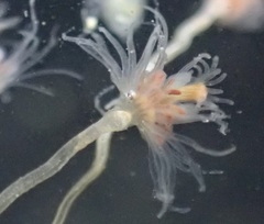 Ectopleura marina