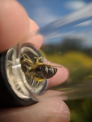 Colletes simulans