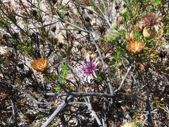 Gypothamnium pinifolium