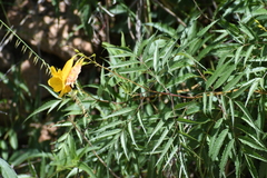 Tecoma stans angustata
