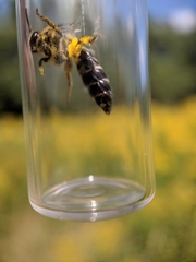 Colletes simulans