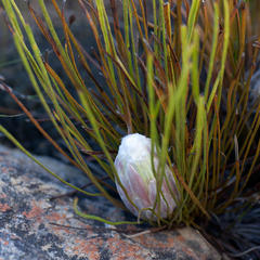 Protea scorzonerifolia