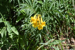 Tecoma stans angustata