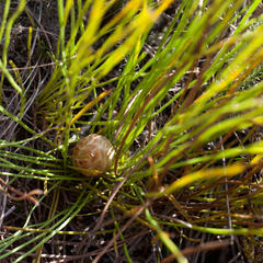 Protea scorzonerifolia