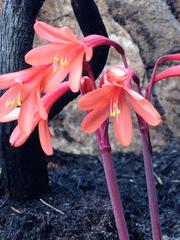 Cyrtanthus ventricosus