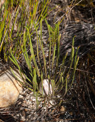 Protea scorzonerifolia