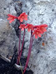 Cyrtanthus ventricosus