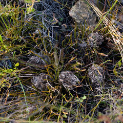 Protea scorzonerifolia