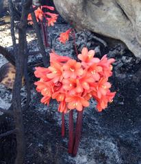 Cyrtanthus ventricosus