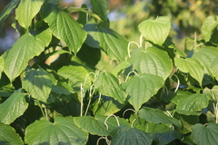 Piper marginatum