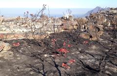 Cyrtanthus ventricosus