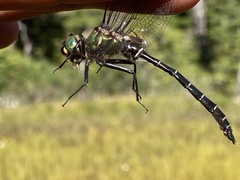 Somatochlora albicincta