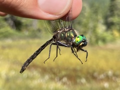 Somatochlora albicincta