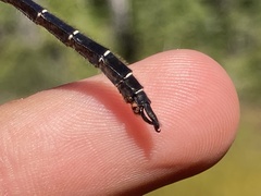 Somatochlora albicincta