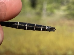 Somatochlora albicincta