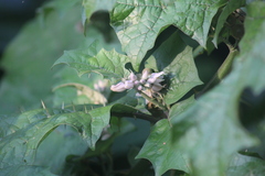Solanum stramoniifolium