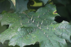 Solanum stramoniifolium