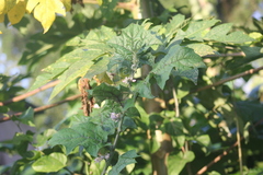 Solanum stramoniifolium