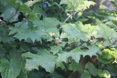 Solanum stramoniifolium
