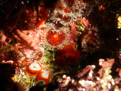 Corynactis californica