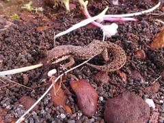 Pachydactylus geitje