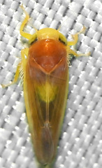 Colladonus setaceus