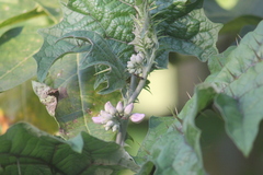 Solanum stramoniifolium